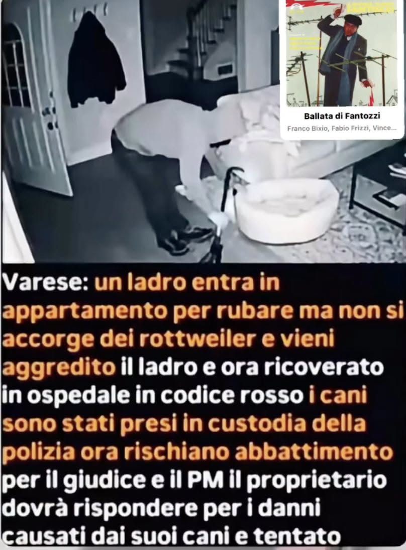 Non è vero che a Varese due rottweiler rischiano di essere abbattuti per aver attaccato un ladro in casa | Facta